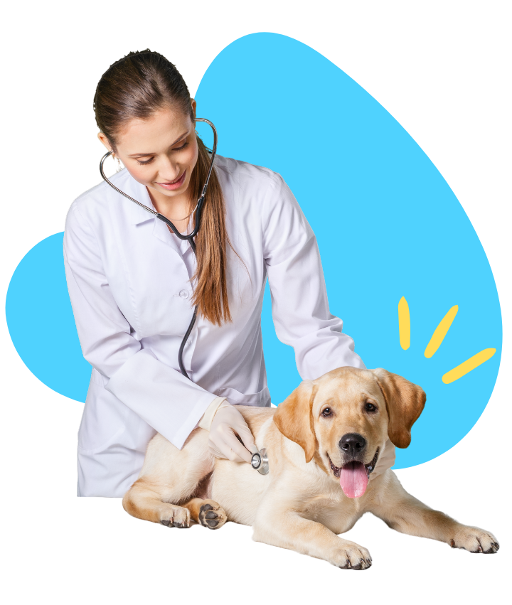 Vétérinaire et chien avec fond bleu Animaux de compagnie Magazine