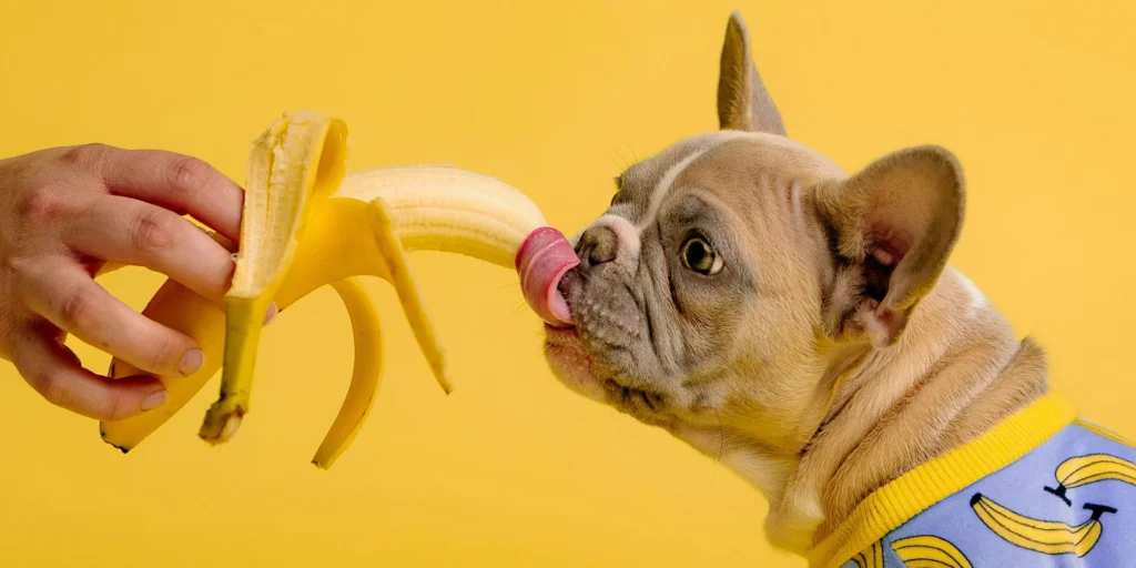 aliments toxiques chien