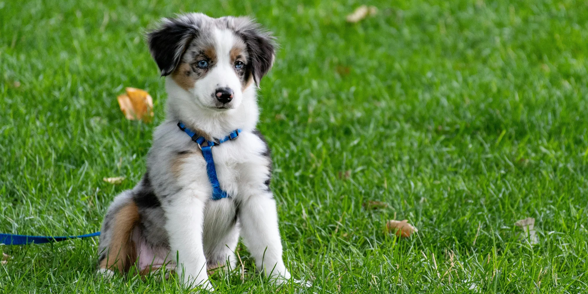 collier ou harnais chien