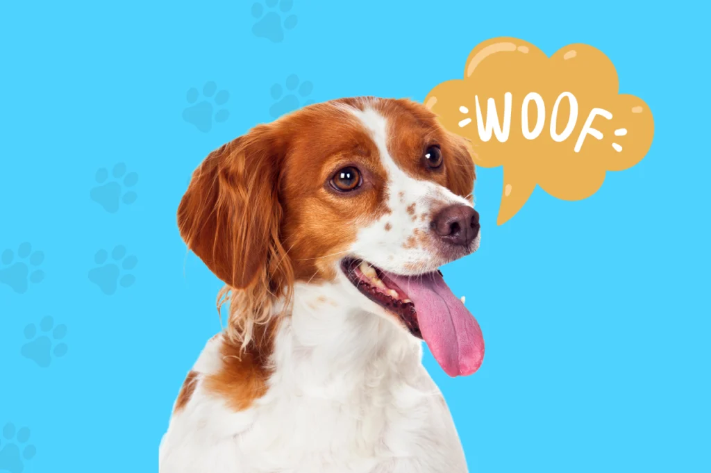 Catégorie Chiens Animaux de Compagnie Magazine