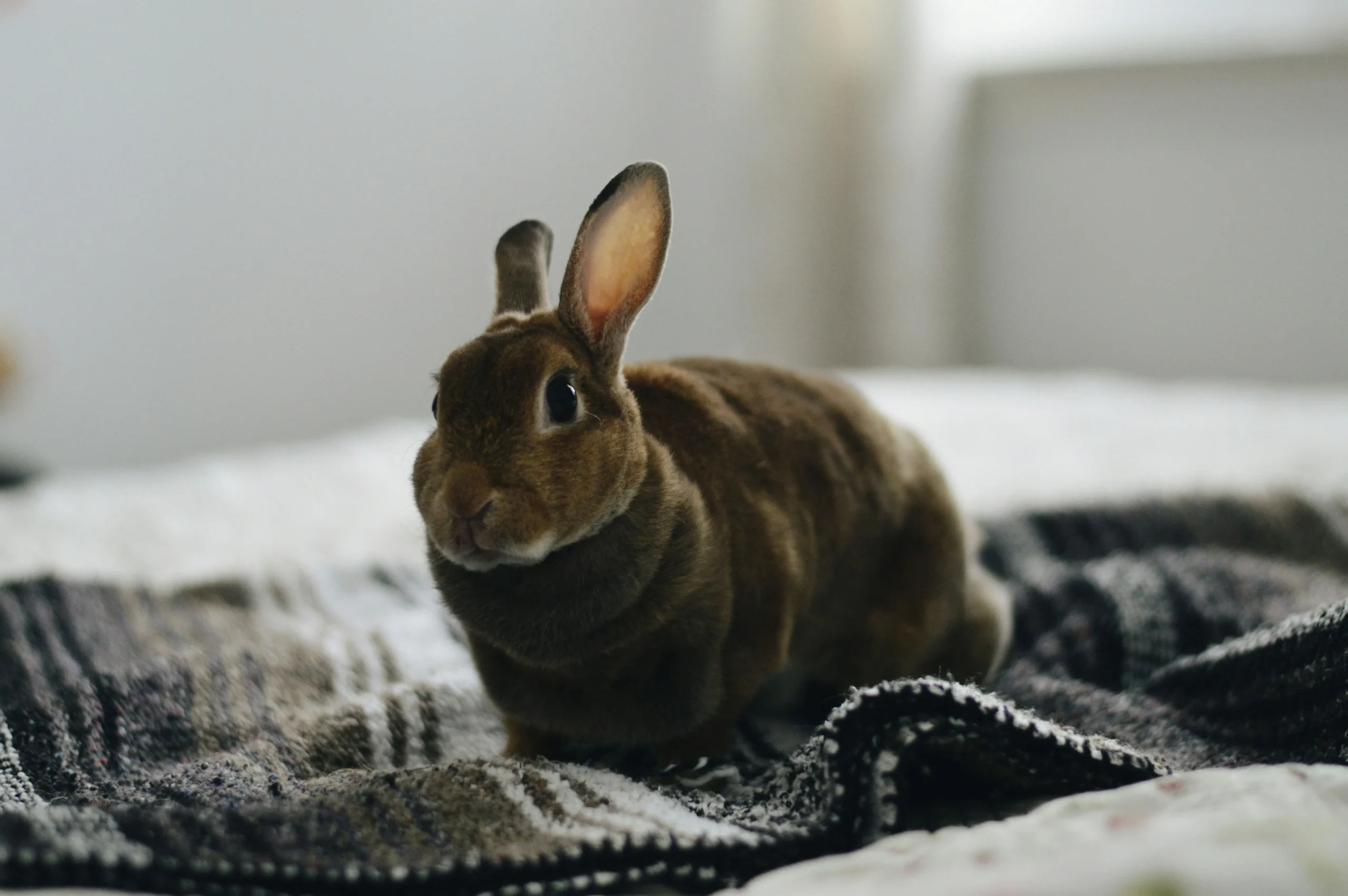 lapin stressé