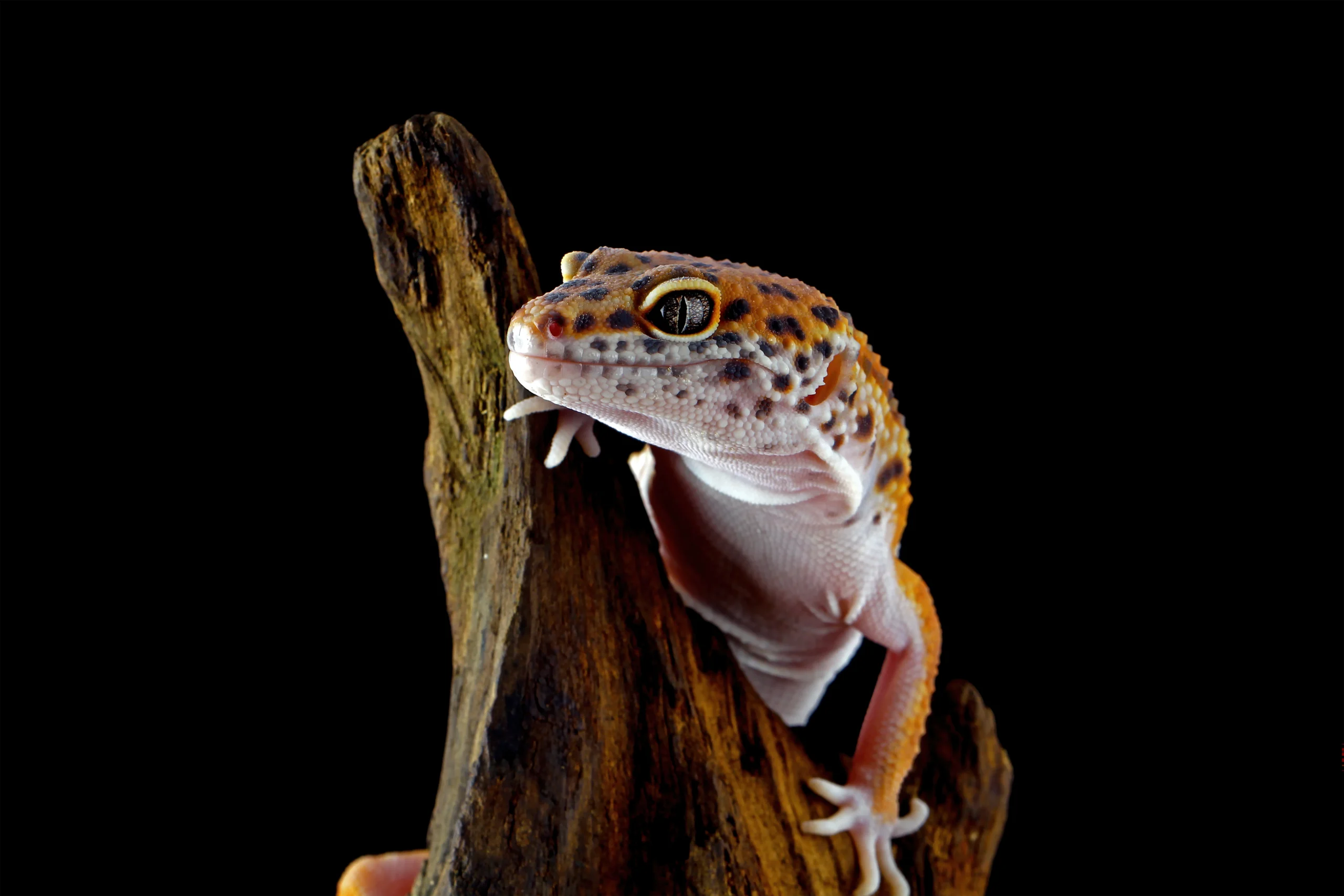 Gecko leopard closeup espèce de NAC