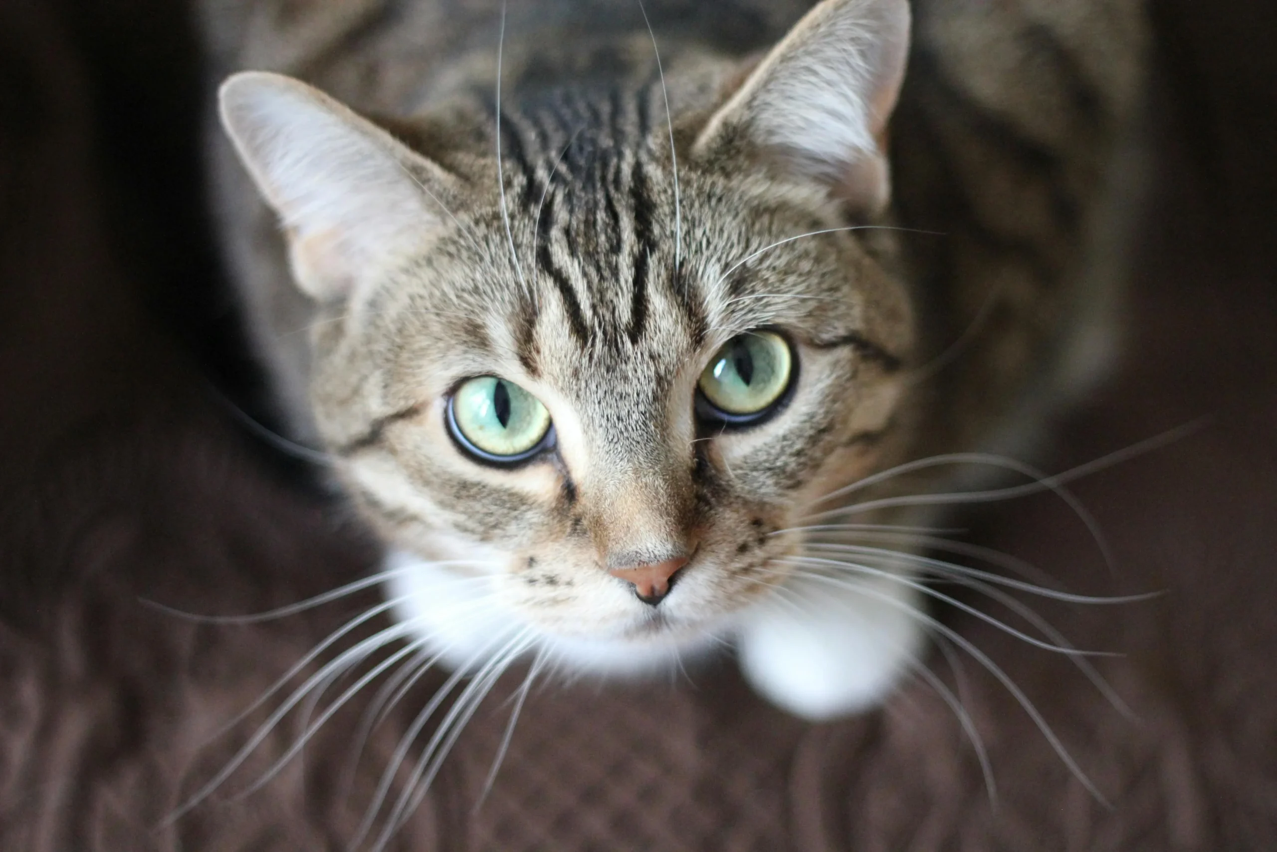 signes otite chat