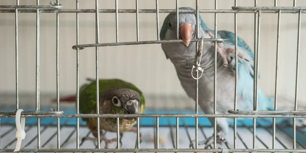 symptomes oiseau malade