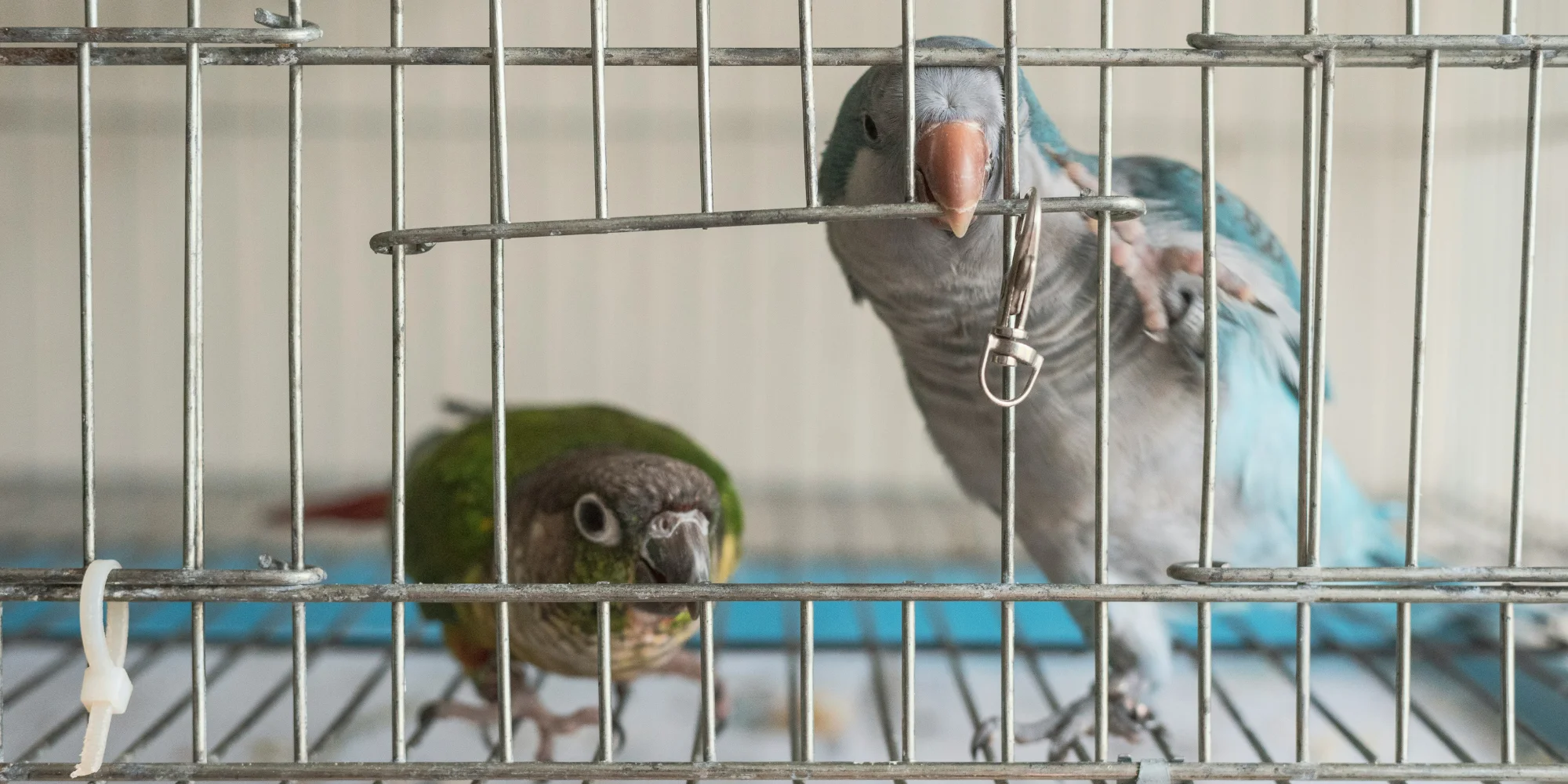 symptomes oiseau malade