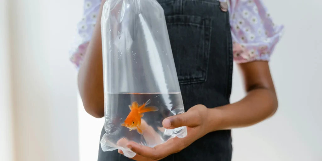 adopter poisson rouge