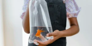 adopter poisson rouge