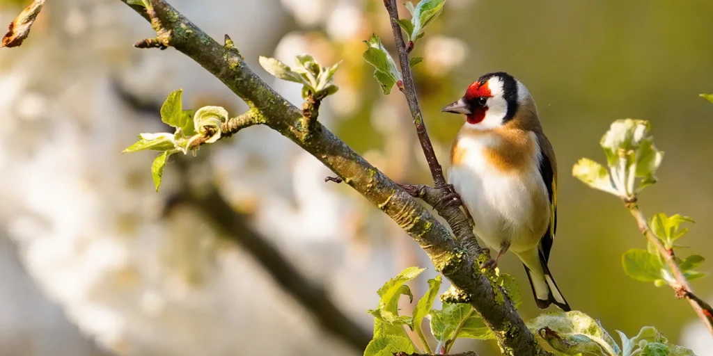 attirer oiseaux jardin