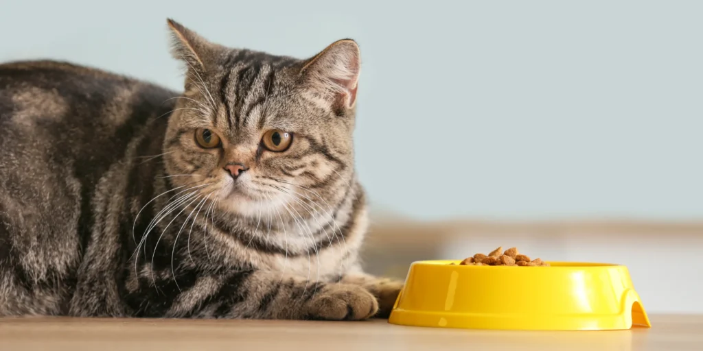 chat refuse de manger