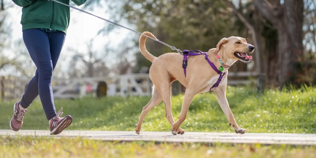 chien tire en laisse astuces