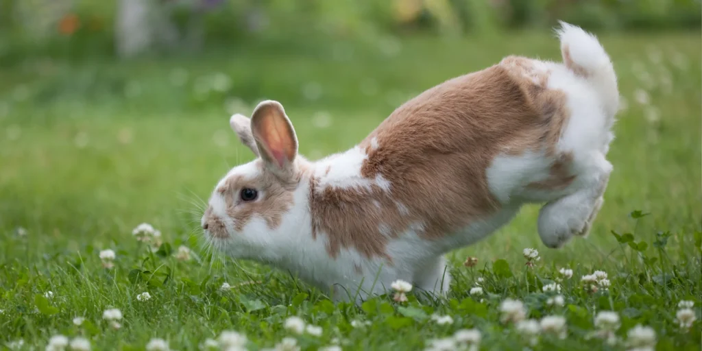 depenses adopter un lapin