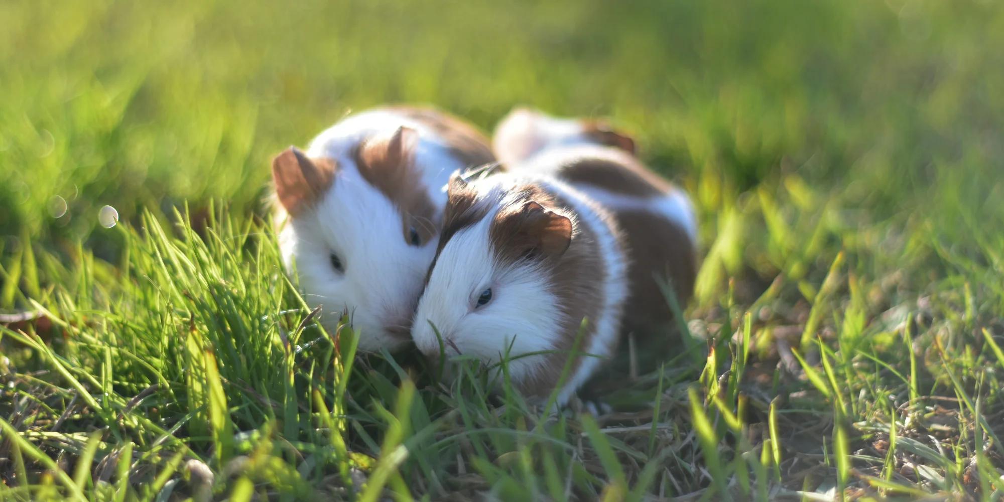 signes rongeur est déshydraté