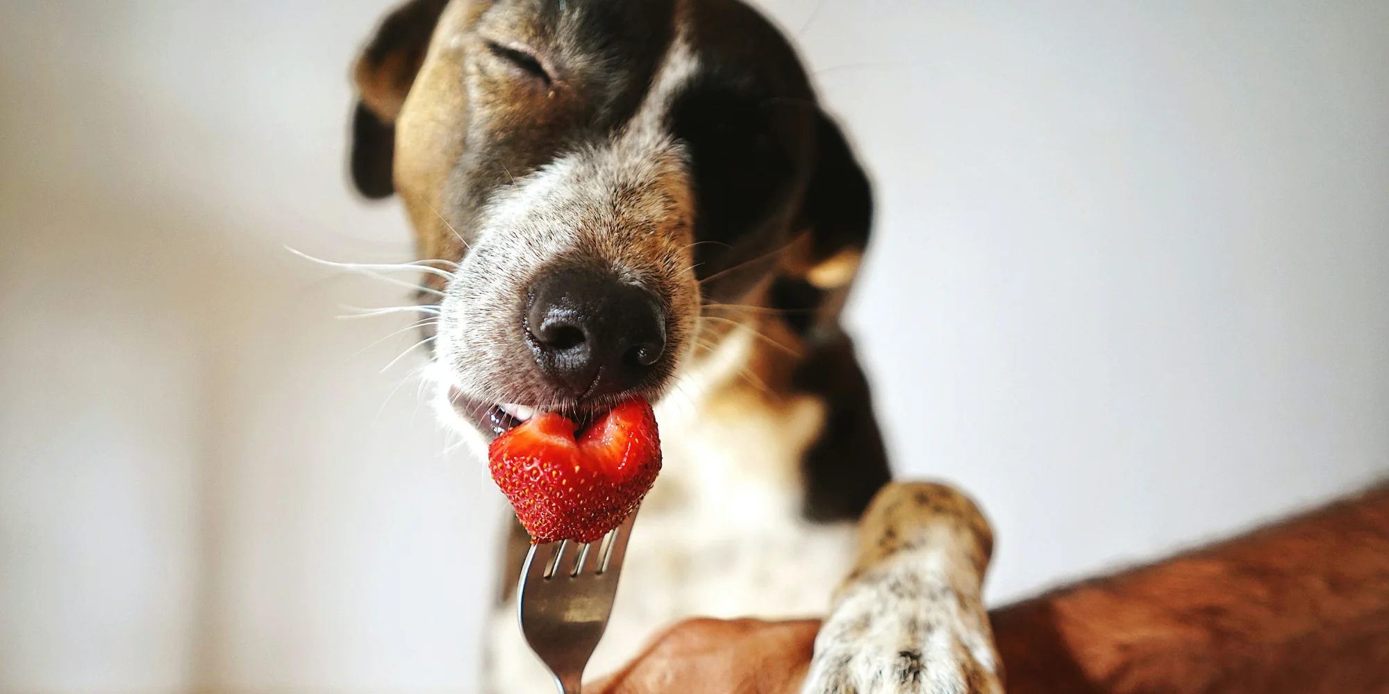 fruits bons chiens