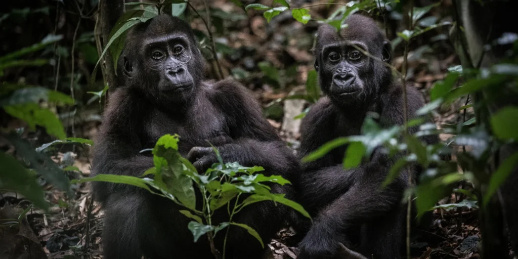 gorilles kamba africa