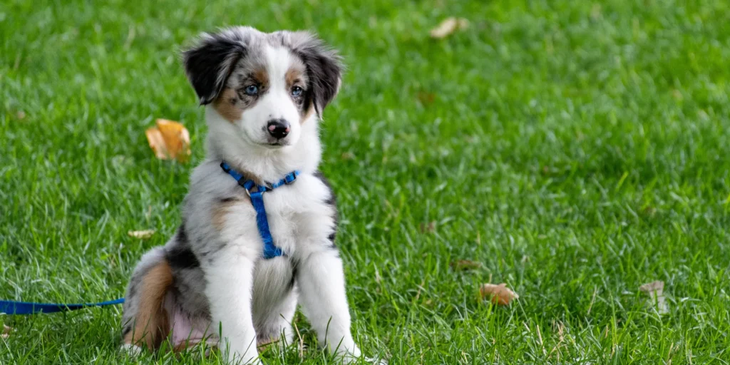 prénoms chiens populaires 2024