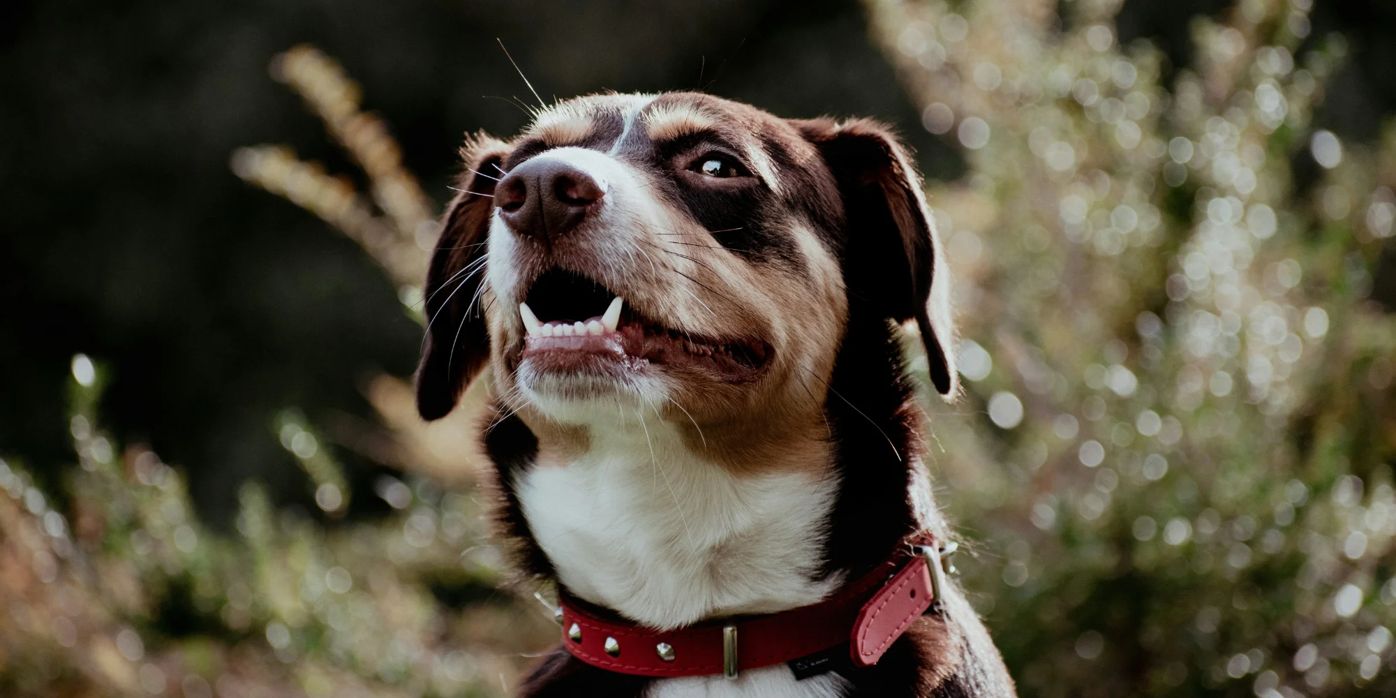 santé dents chien