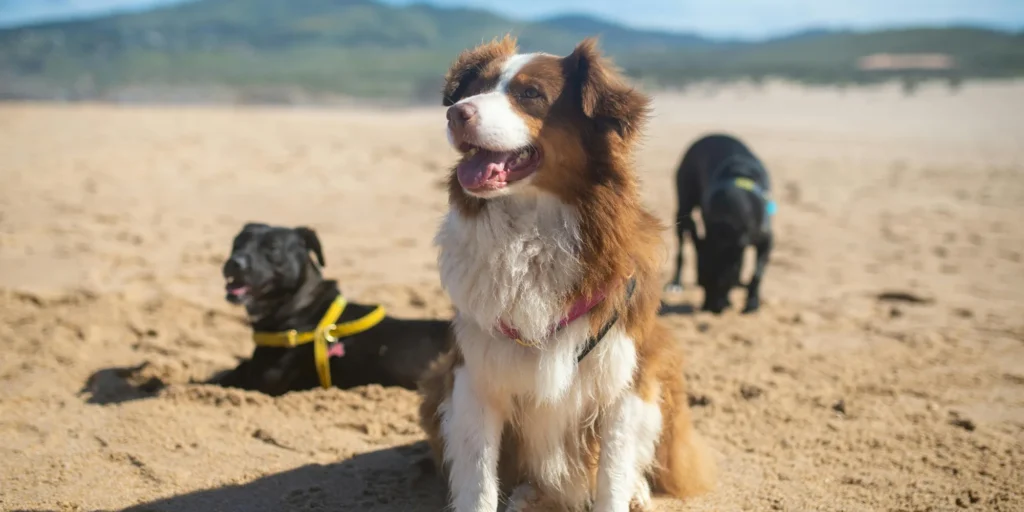 voyager chiens demarches