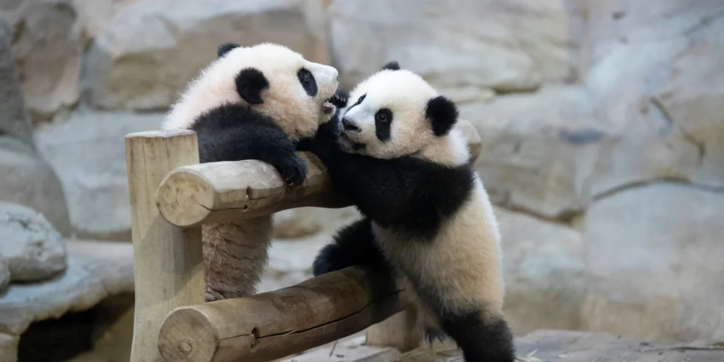 zoo beauval