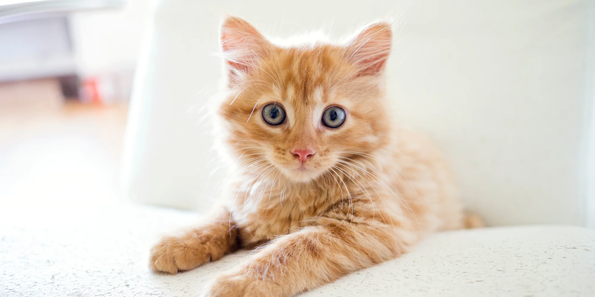 à quel age adopter un chaton ou un chat