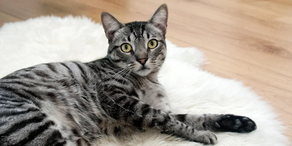 couper les griffes de son chat