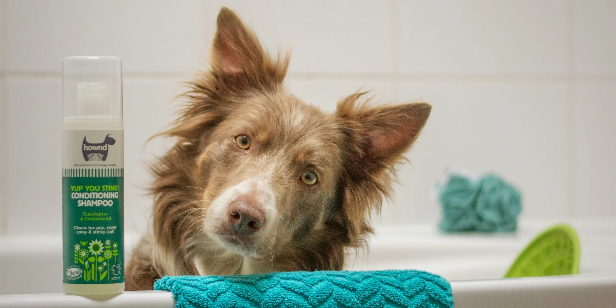 toiletter son chien à la maison