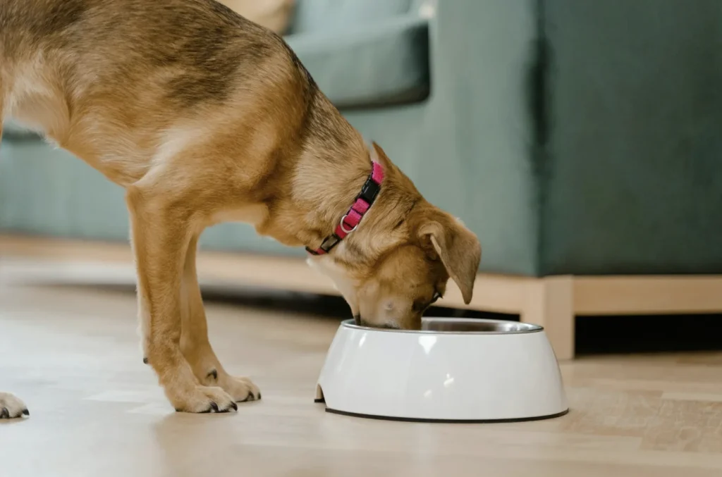 Alimentation de votre chien