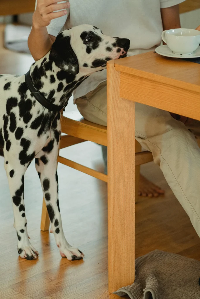 donner des restes de table à son chien 