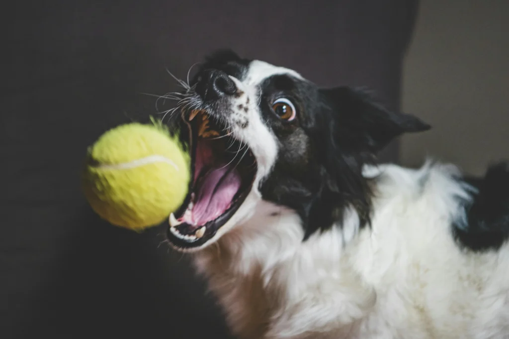 mon chien détruit tout