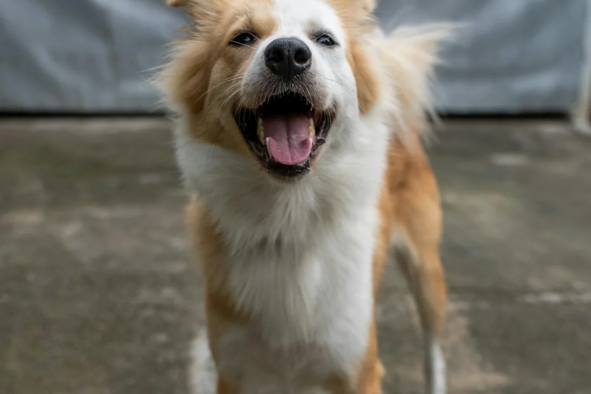 Pourquoi mon chien a mauvaise haleine ?