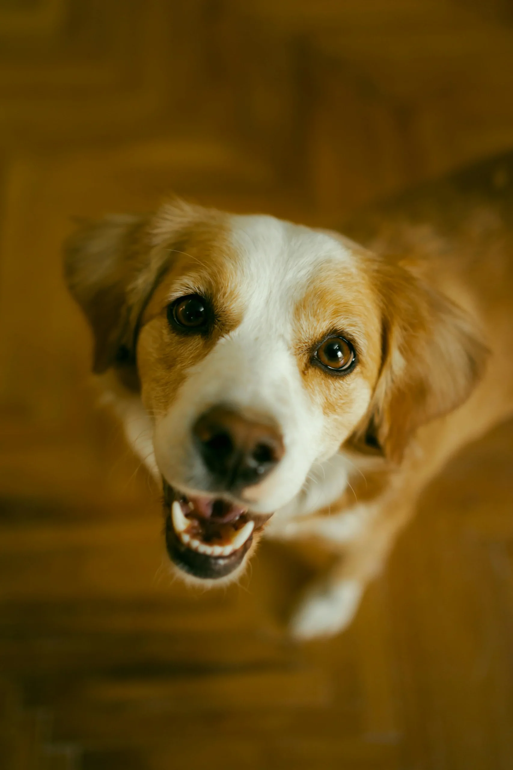 Comment apprendre à son chien à aboyer au bon moment ?