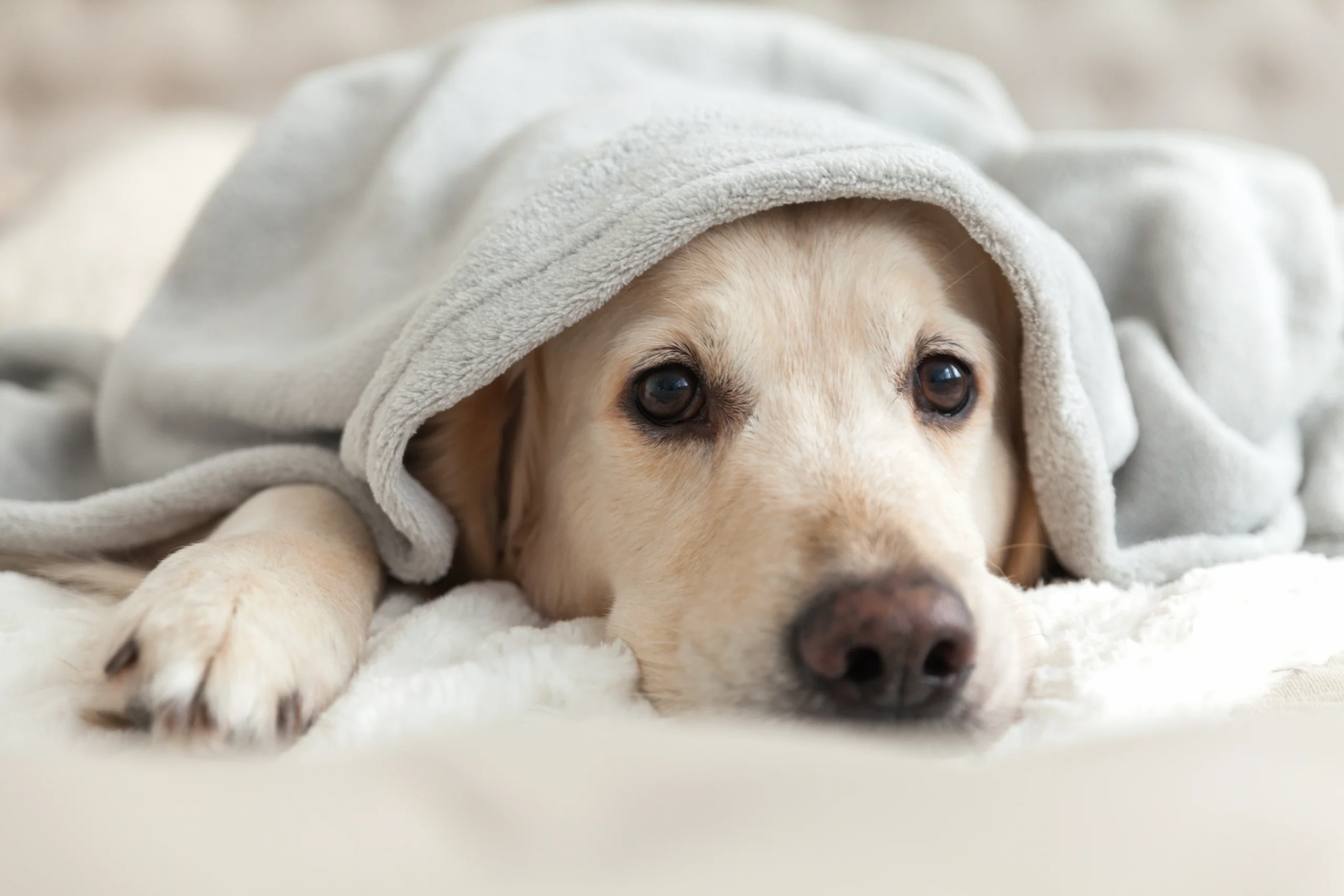 Ne pas stresser son animal