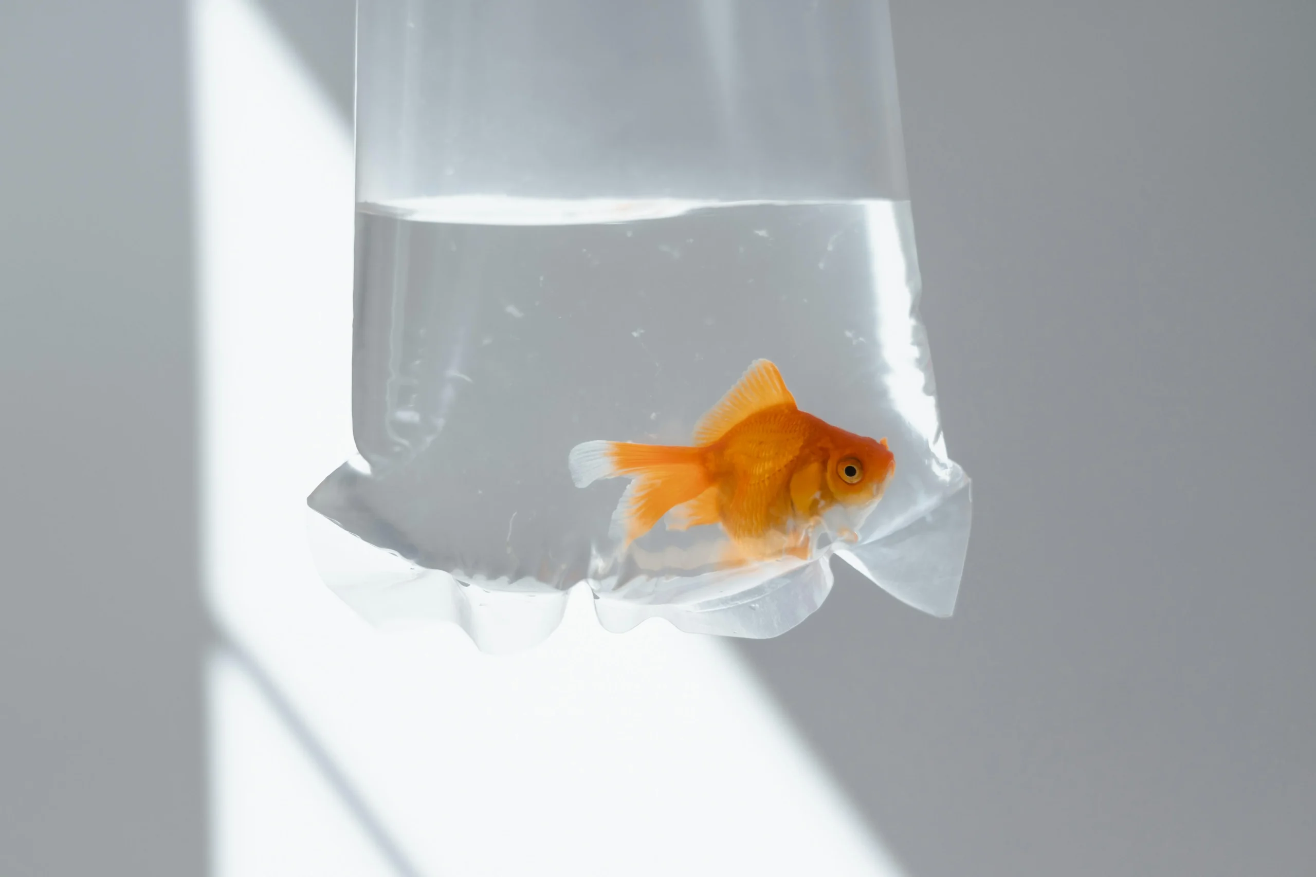 animaux autres que les poissons