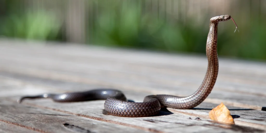 attirent les serpents