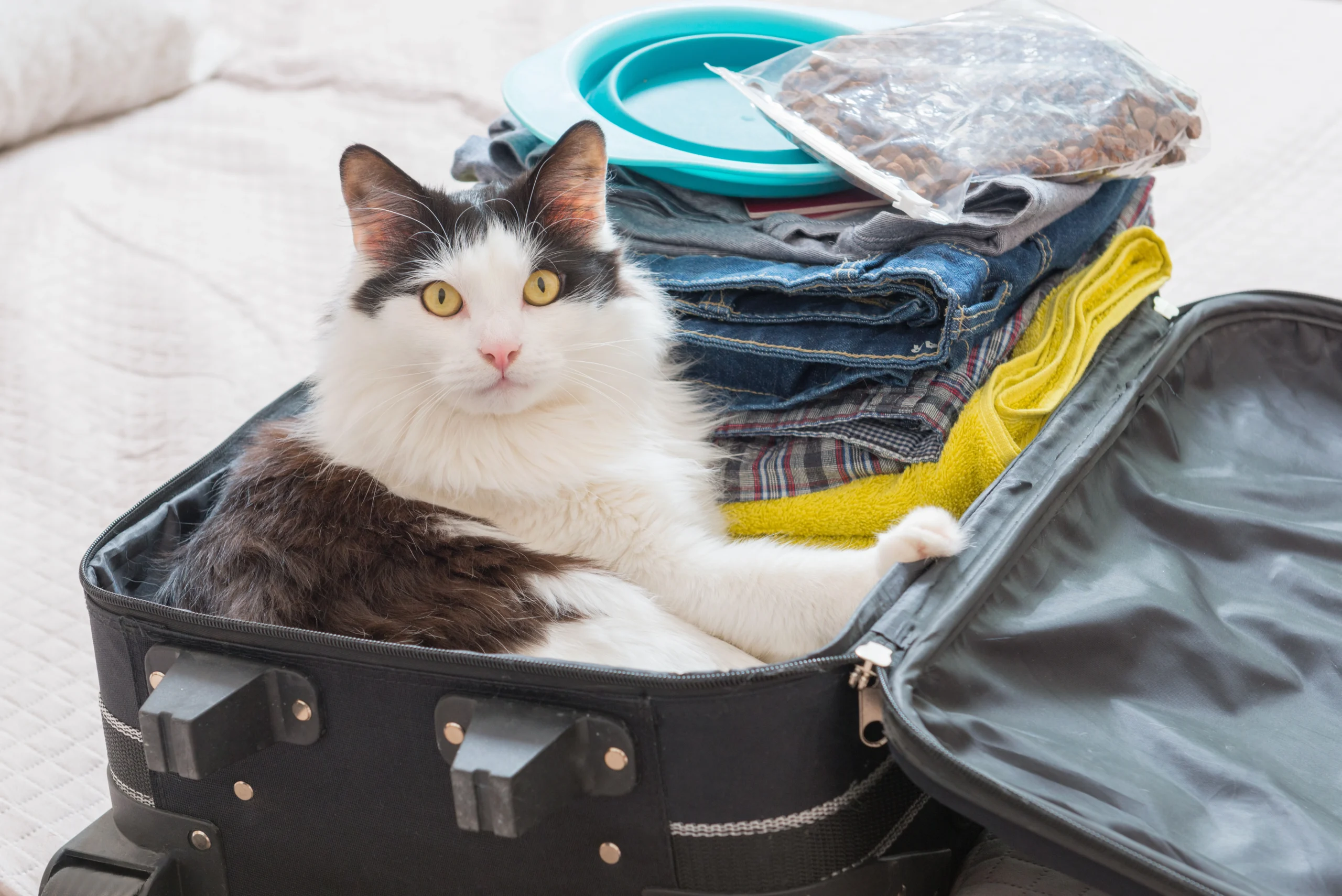 week-end avec son chat valise