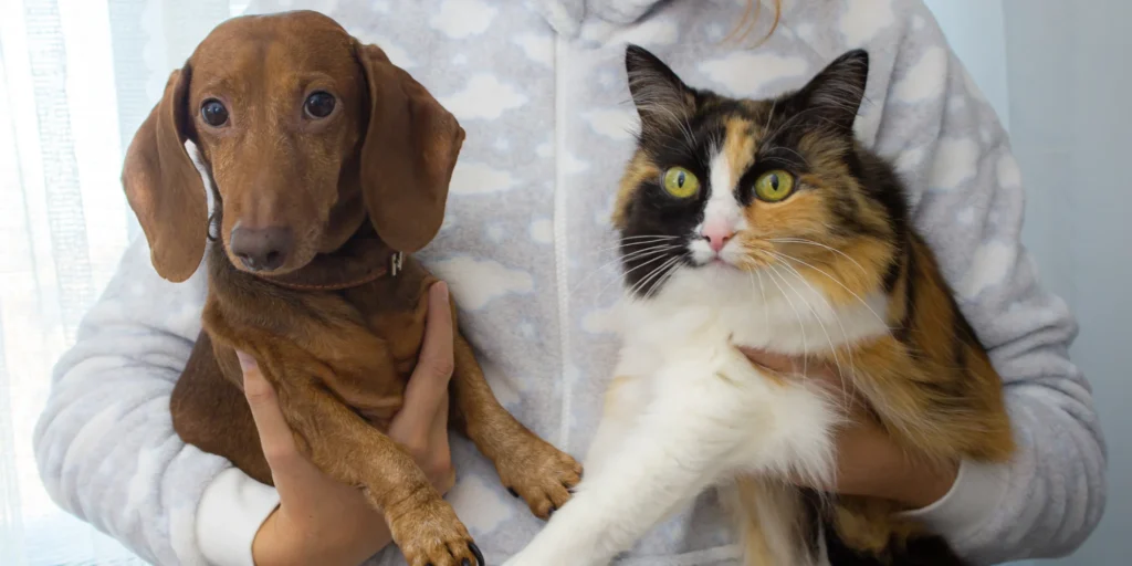 gestes de secours pour chiens et chats