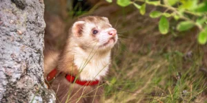 jouer avec son furet