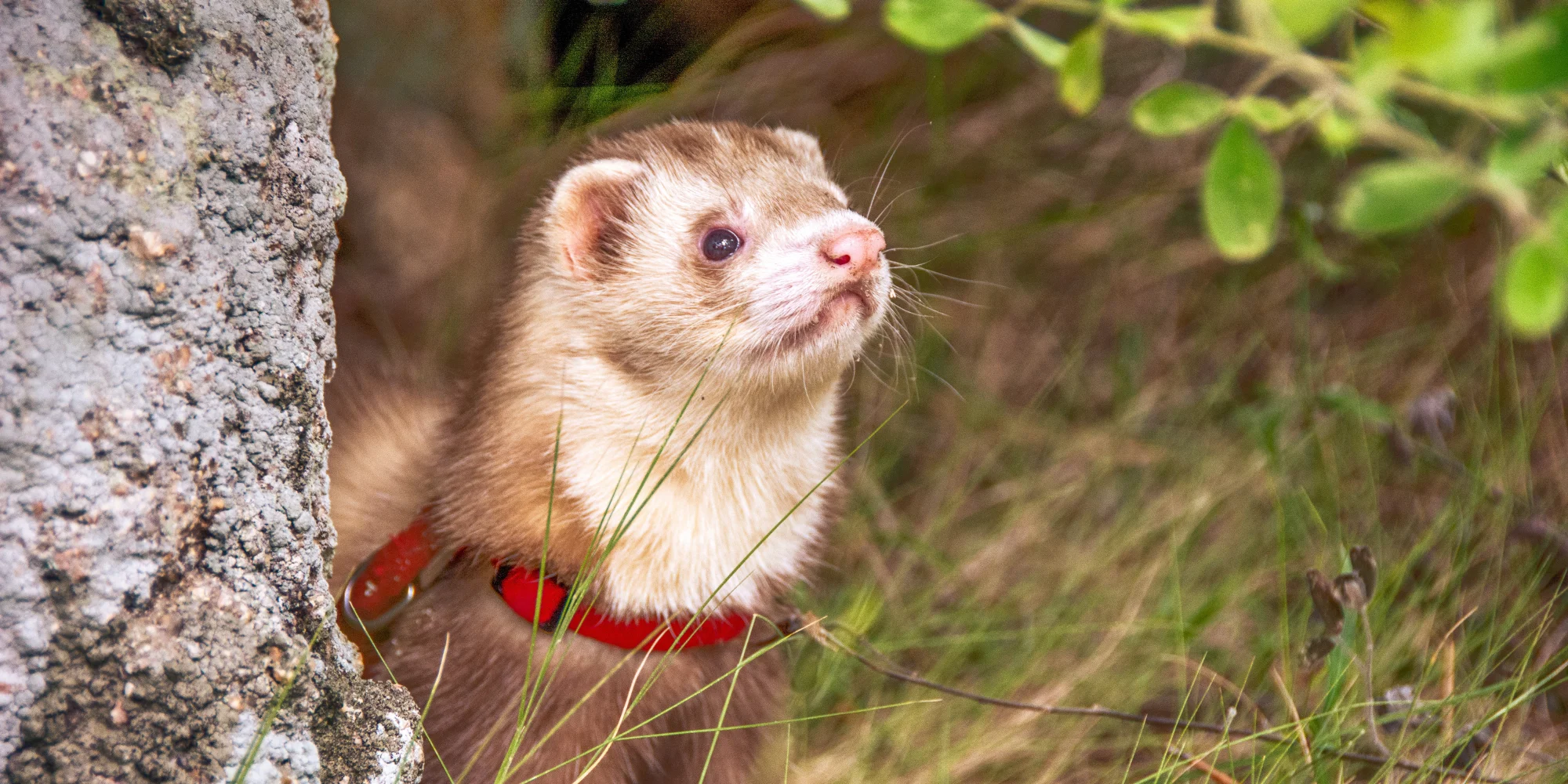 jouer avec son furet