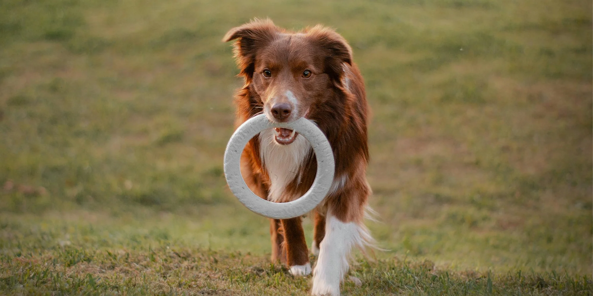 jouets pour un chien destructeur