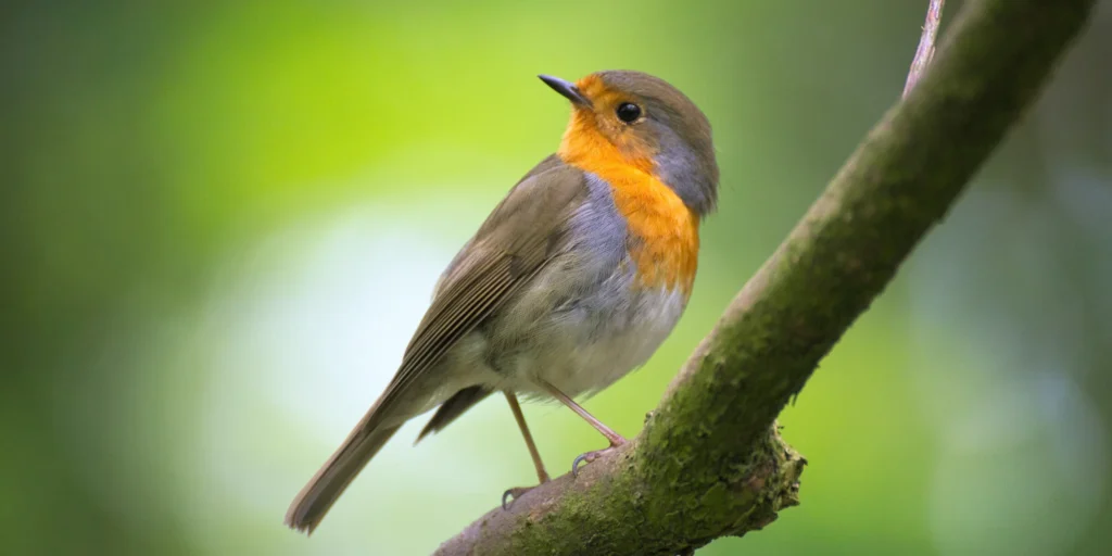 nourrir les oiseaux du jardin
