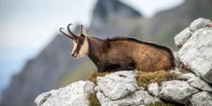observer les chamois