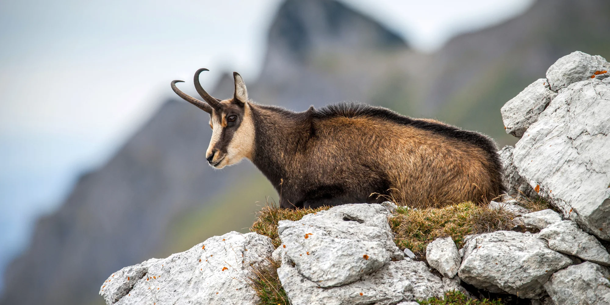 observer les chamois