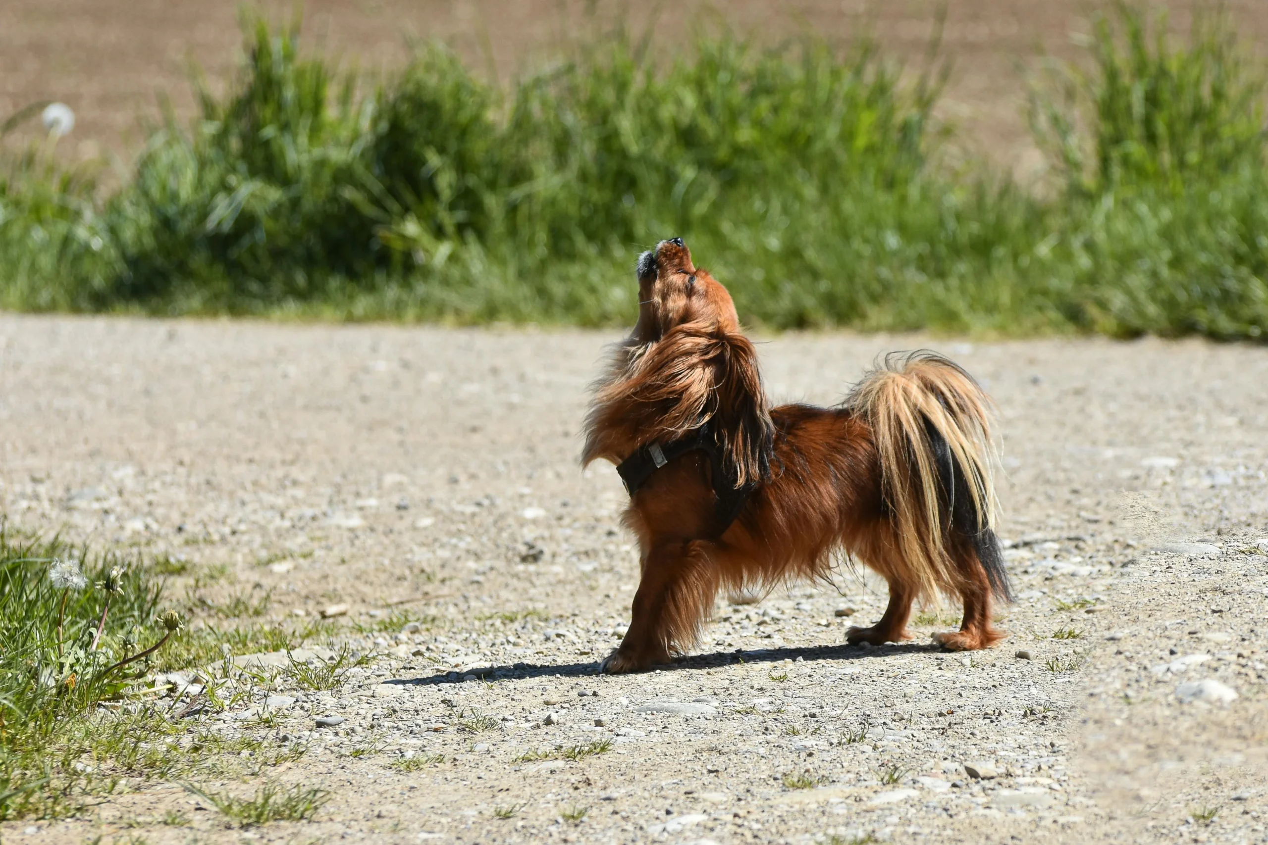 sortir mon chien tous les jours