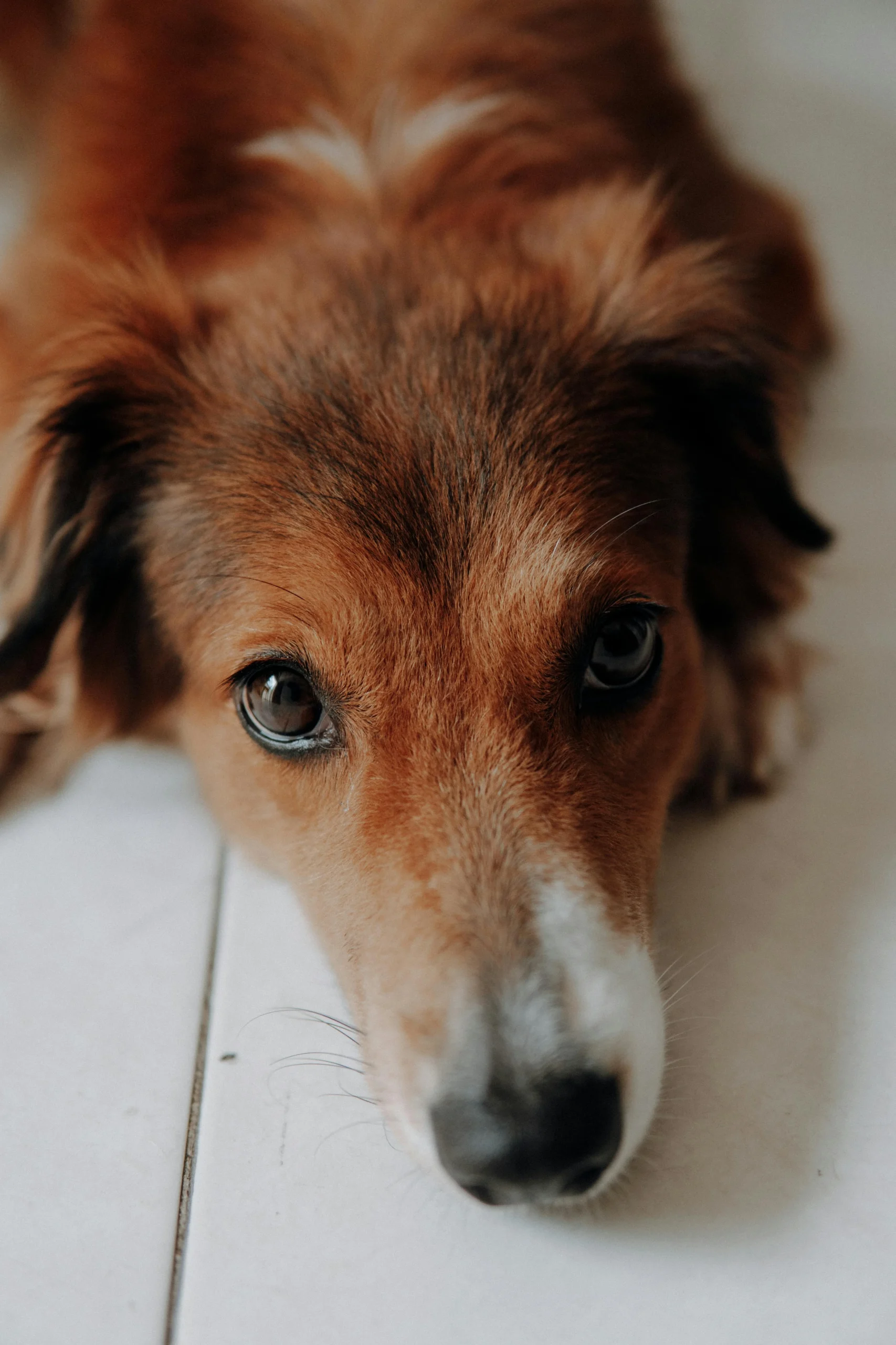 votre animal perd ses poils en été 