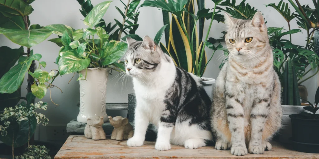 plantes toxiques pour les chiens et les chats