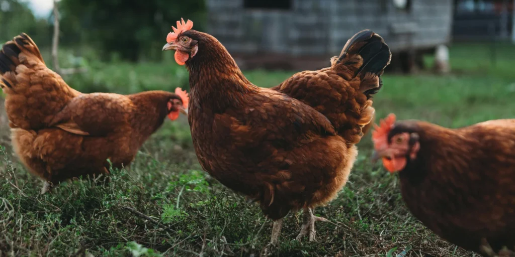 protéger son poulailler