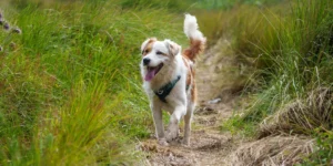 activités à faire avec son chien quand il fait froid