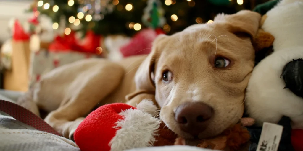 alimentation pour son chien en hiver