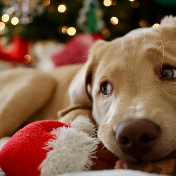 alimentation pour son chien en hiver