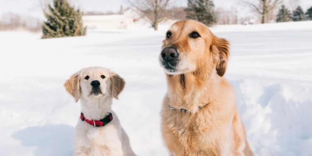 maladies saisonnières