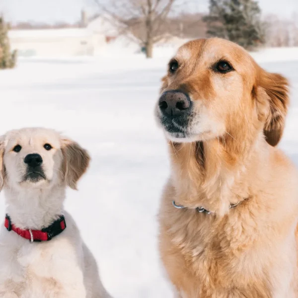maladies saisonnières